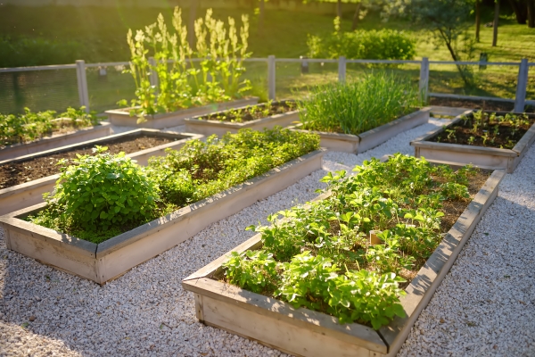 带蔬菜植物的高架花园床