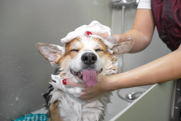 威尔士犬狗，舌头伸出来，洗头洗个澡
