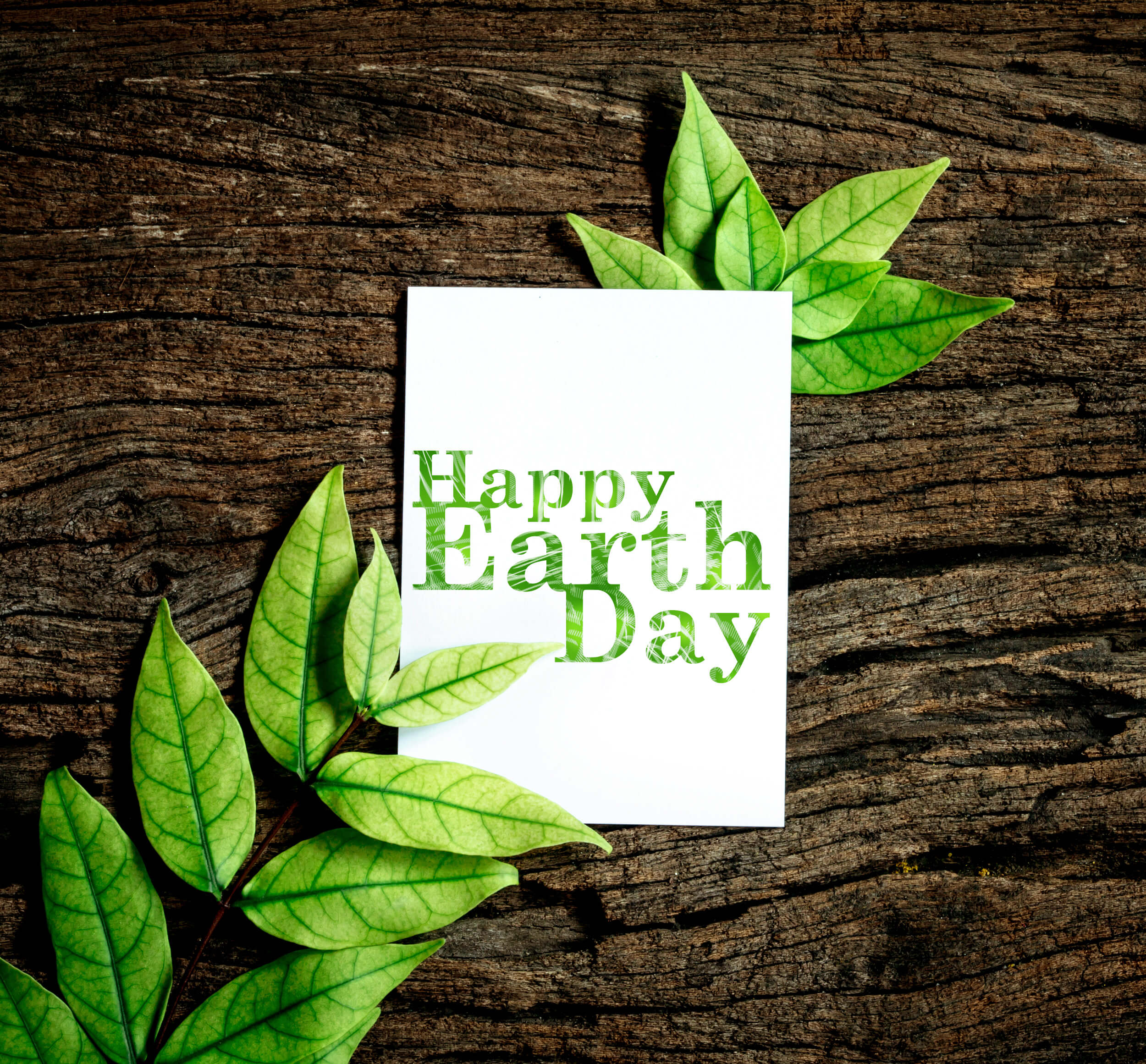 在木质表面上的绿叶分支中的地球日快乐卡片