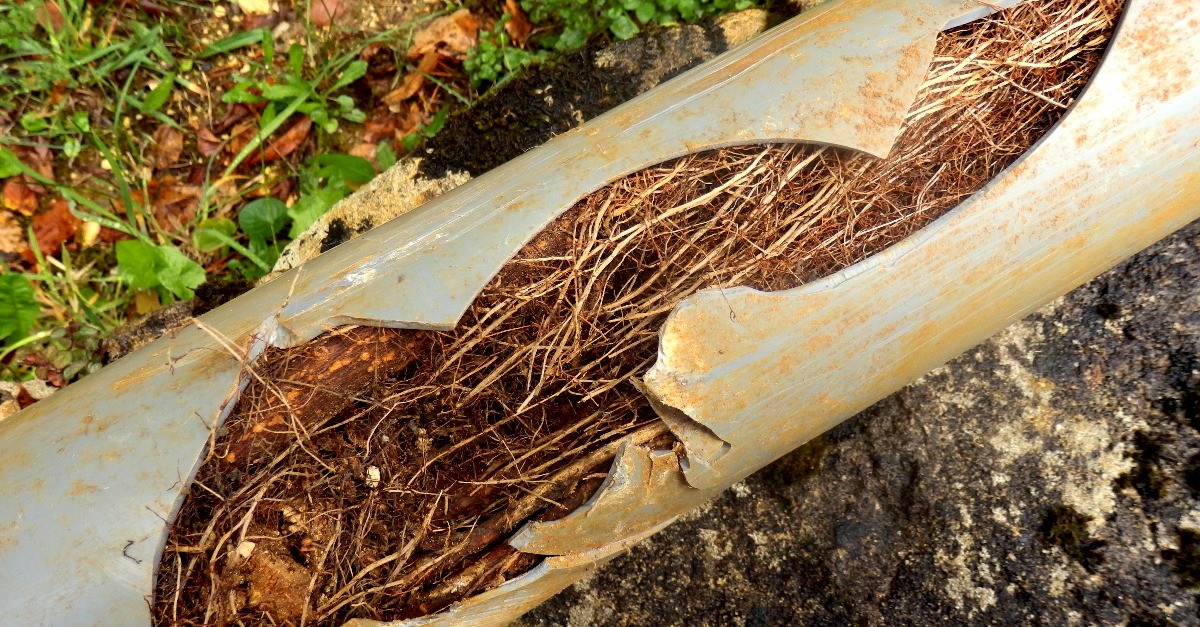 由家庭下水道线中可见树根产生的管道中的裂缝。